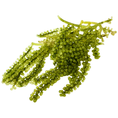 Algue brune (Ascophyllum Nodosum)
