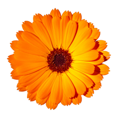 Extrait de Calendula