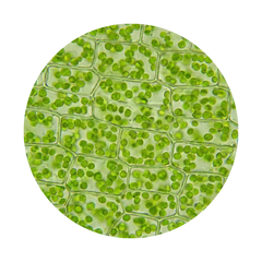 Poudre de Chlorophylle