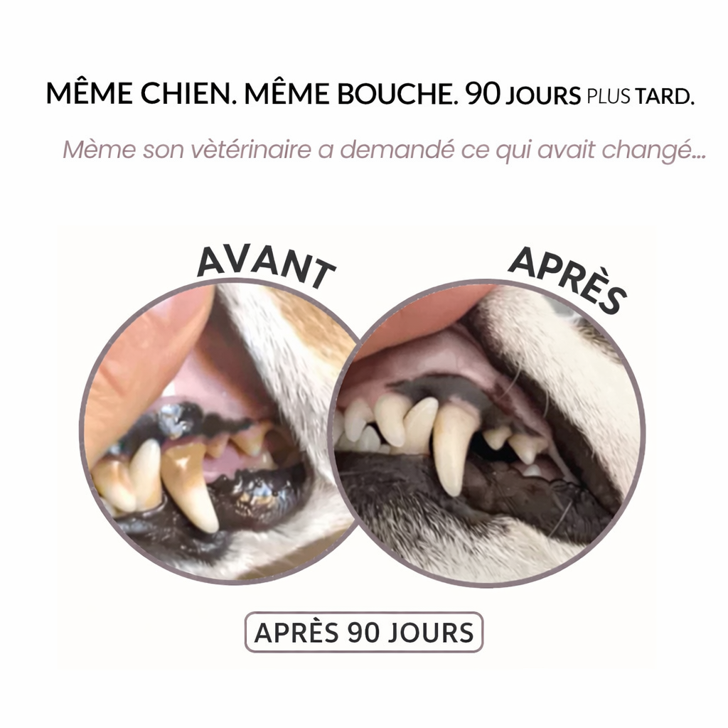 Spray Dentaire Avancé Orvenia