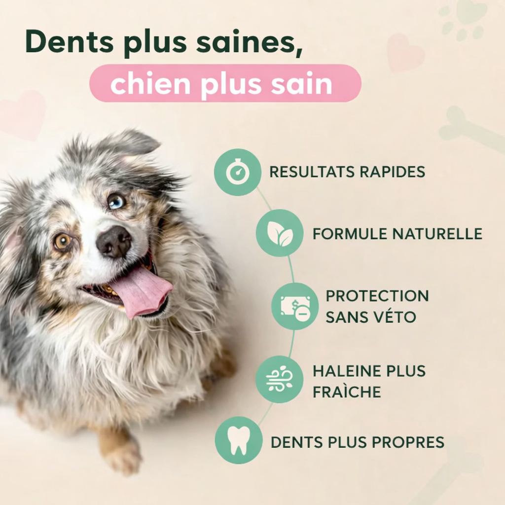 Spray Dentaire Avancé Orvenia