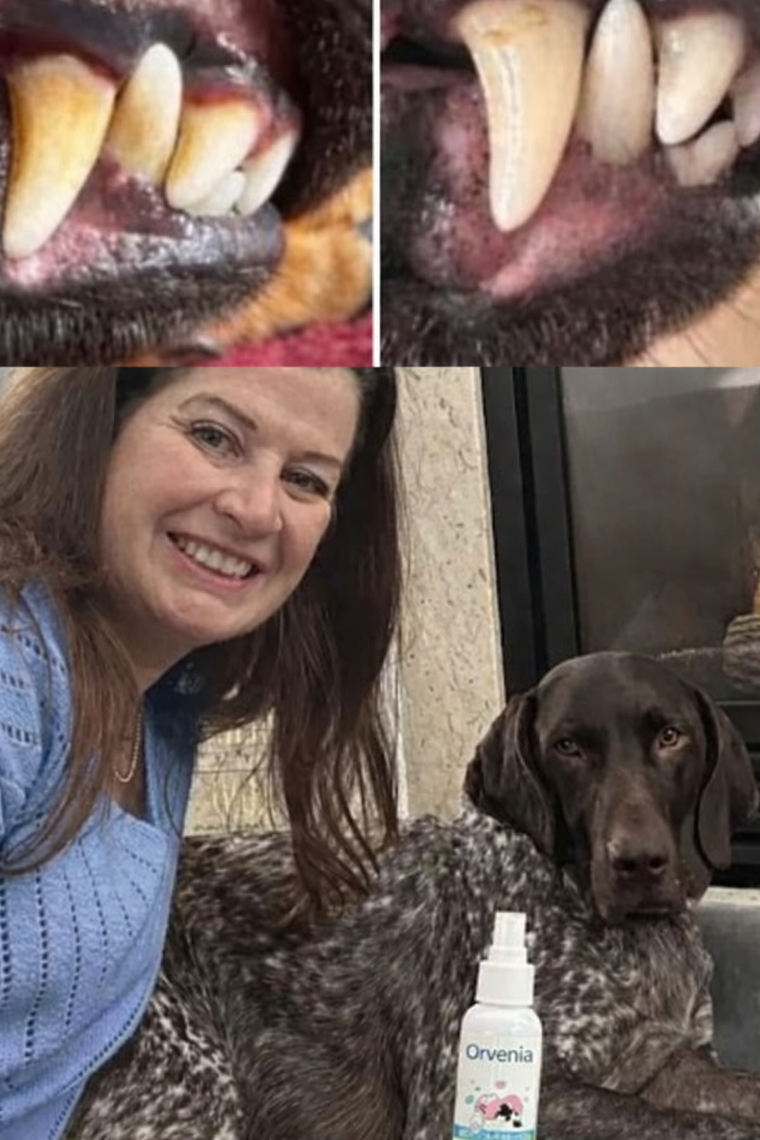 Je ne perdrai plus jamais un chien à cause d'une maladie dentaire.